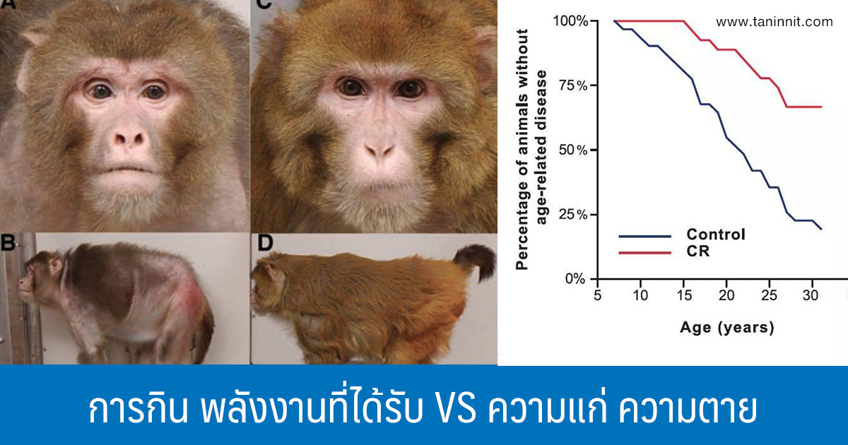 การกิน พลังงานที่ได้รับ VS ความแก่ ความตาย